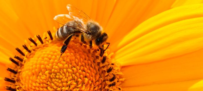 Miniaturka artykułu Zasady stosowania środków ochrony roślin w sposób bezpieczny dla pszczół