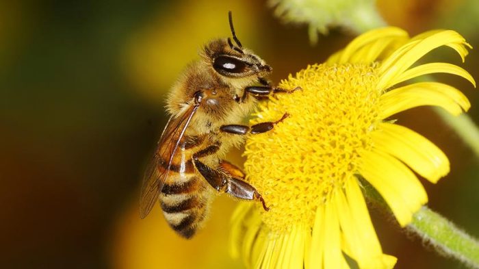Miniaturka artykułu Chroń pszczoły. Nie truj ich opryskami! Komunikat w sprawie opryskiwaczy