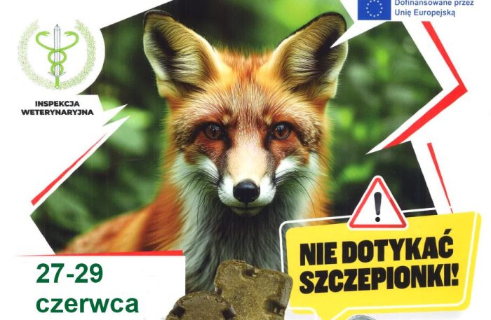 Miniaturka artykułu Uwaga szczepienia lisów