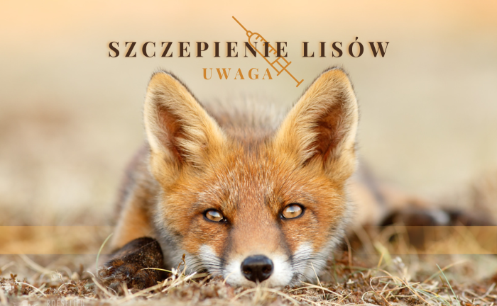 Miniaturka artykułu Jesienna akcja szczepienia lisów