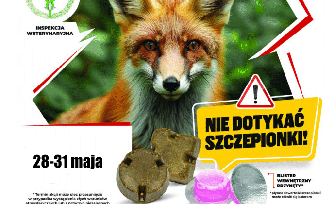 Miniaturka artykułu Komunikat – szczepienia lisów przeciwko wściekliźnie
