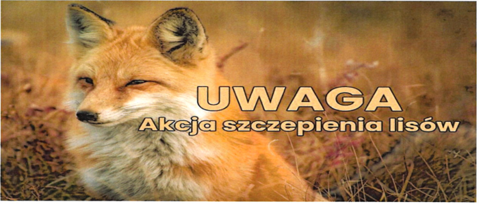 Miniaturka artykułu Uwaga! Ochronne szczepienia lisów